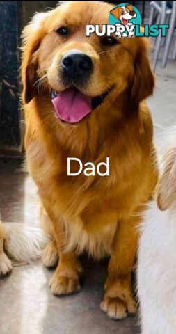 Purebred Golden Retriever Puppies