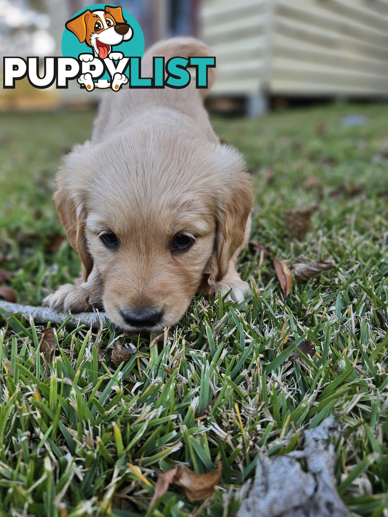 Purebred Golden Retriever Puppies