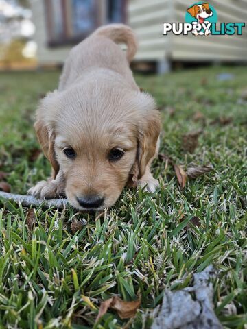Purebred Golden Retriever Puppies