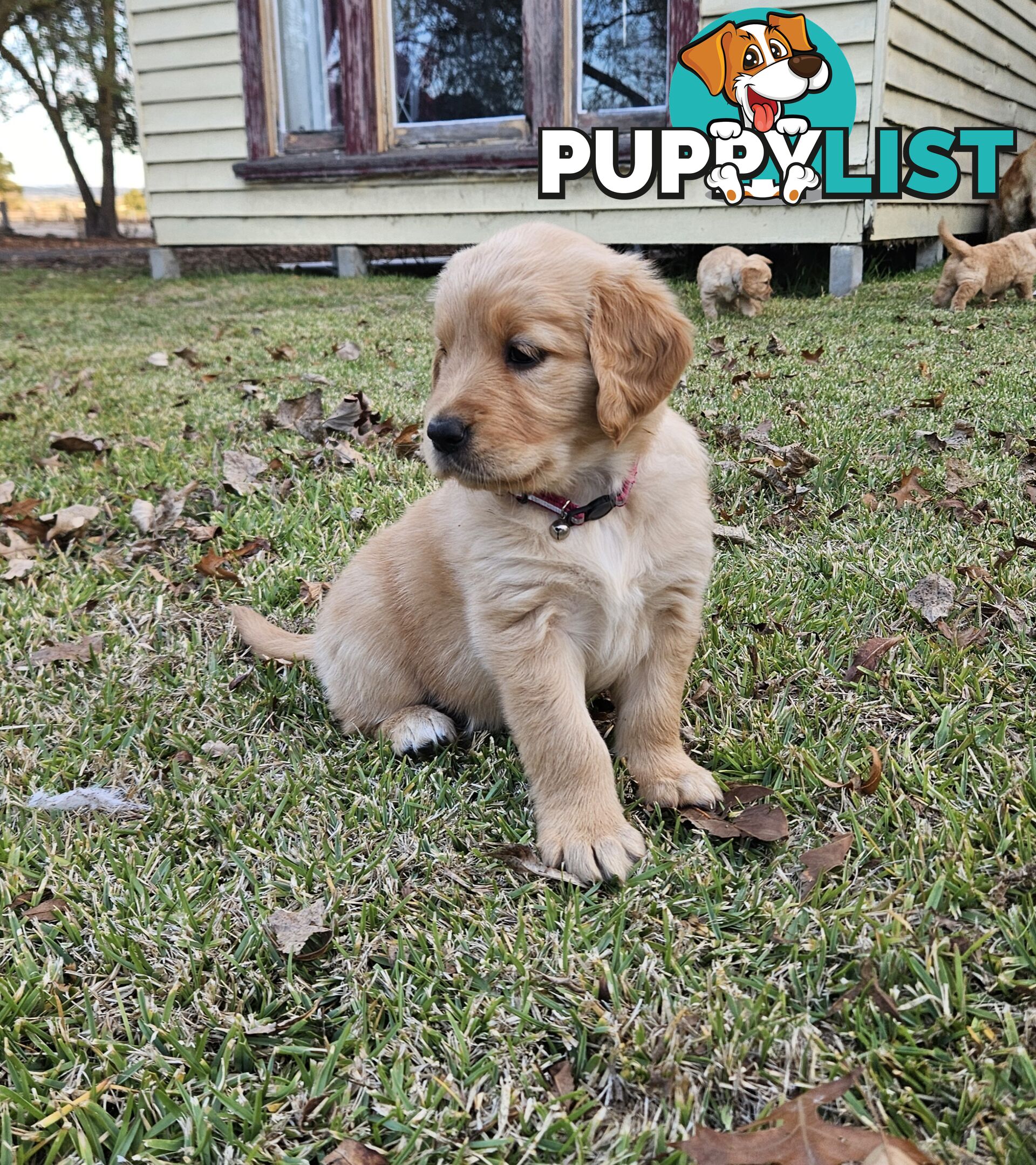 Purebred Golden Retriever Puppies