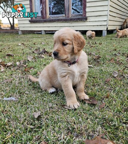 Purebred Golden Retriever Puppies