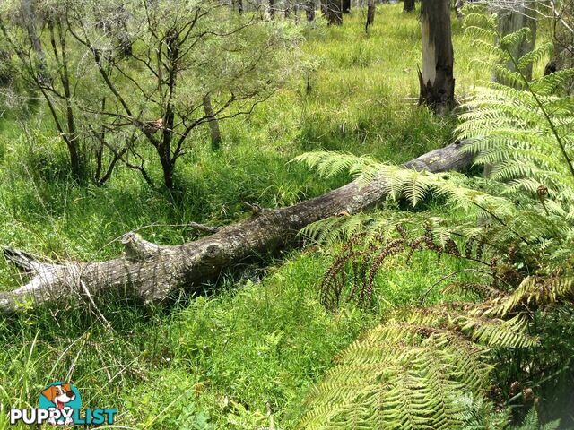 236B Cochrane Fire Trail CARRAI NSW 2440