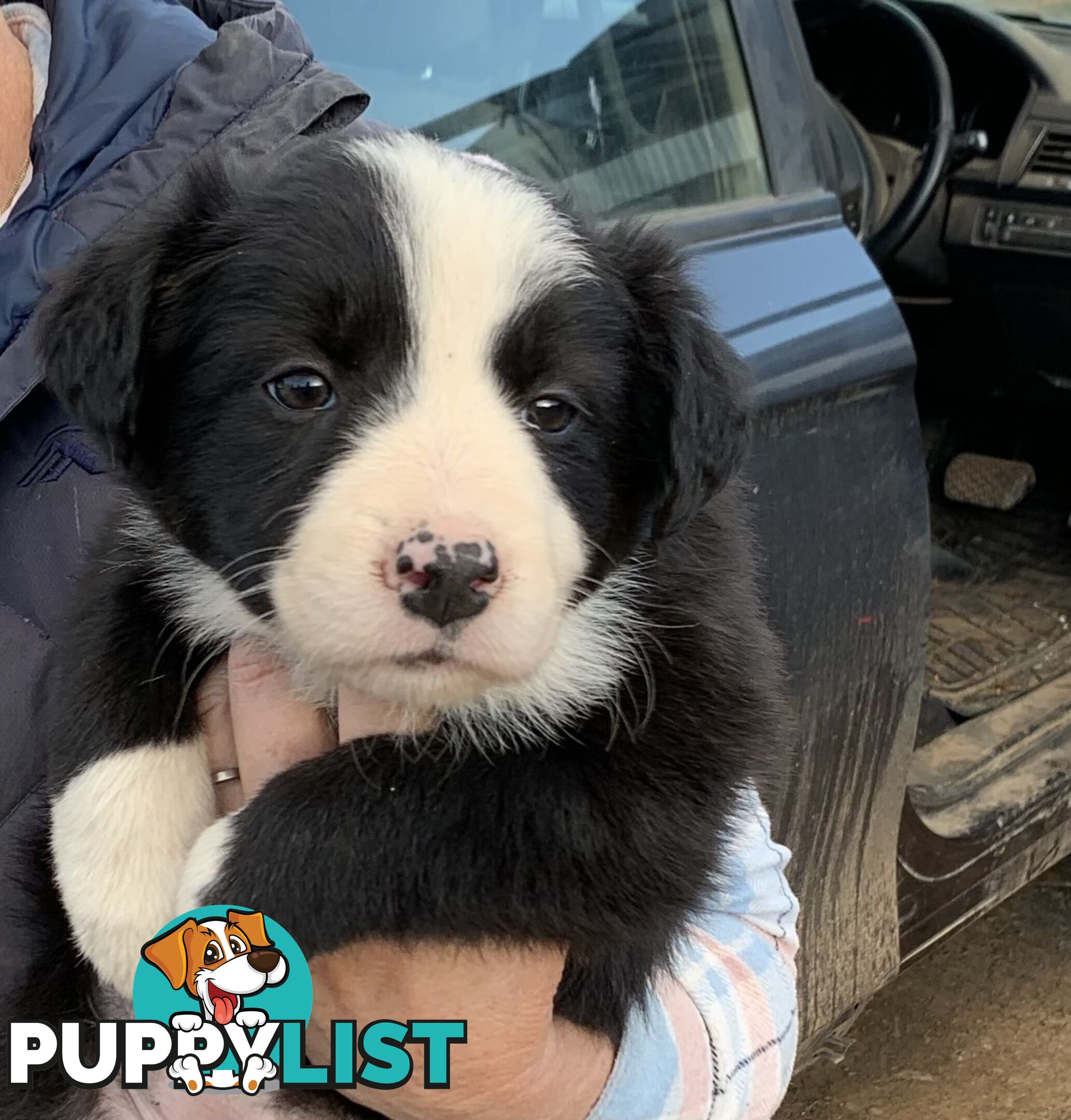 Purebred long haired Boarder Collie puppies