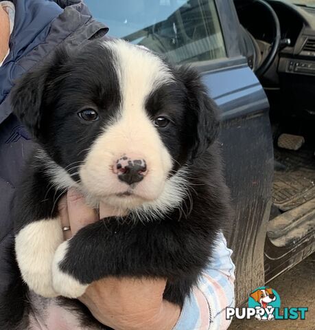 Purebred long haired Boarder Collie puppies