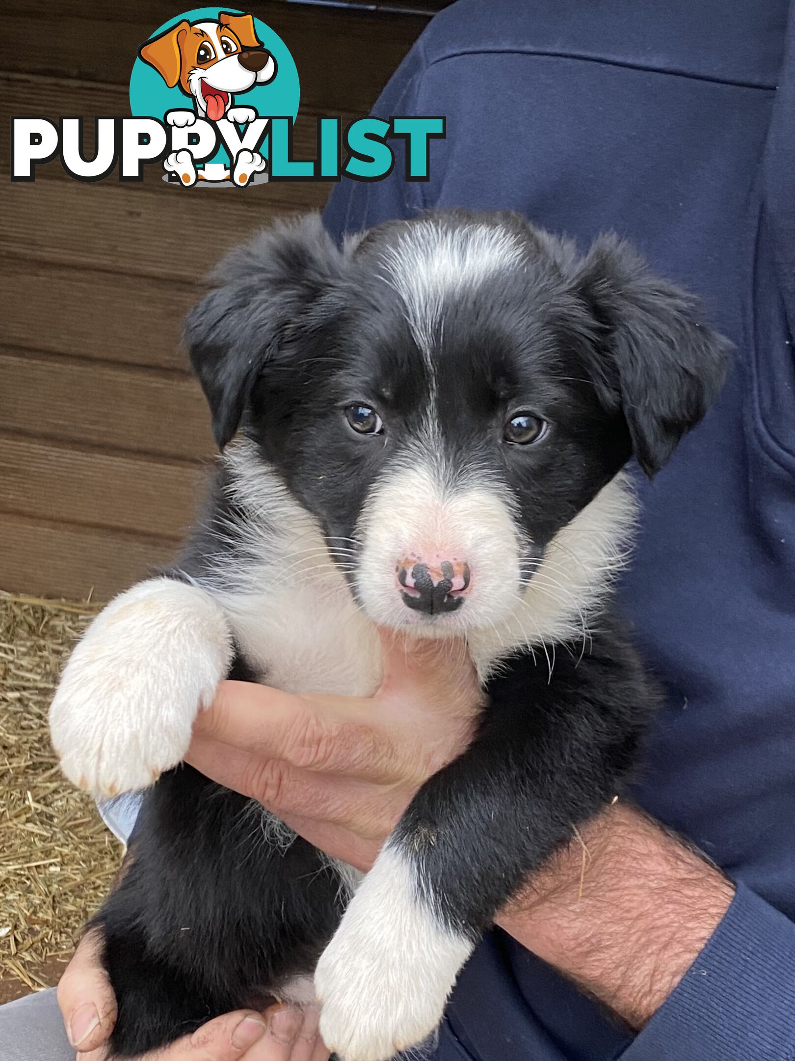 Purebred long haired Boarder Collie puppies