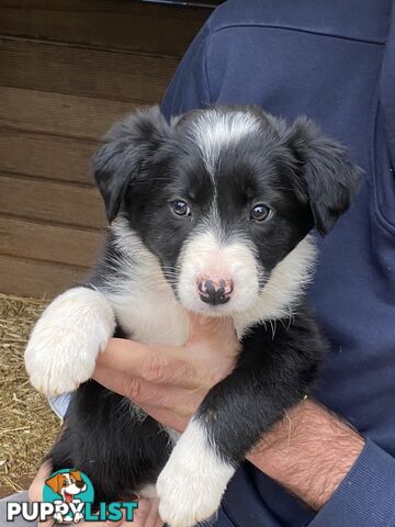 Purebred long haired Boarder Collie puppies