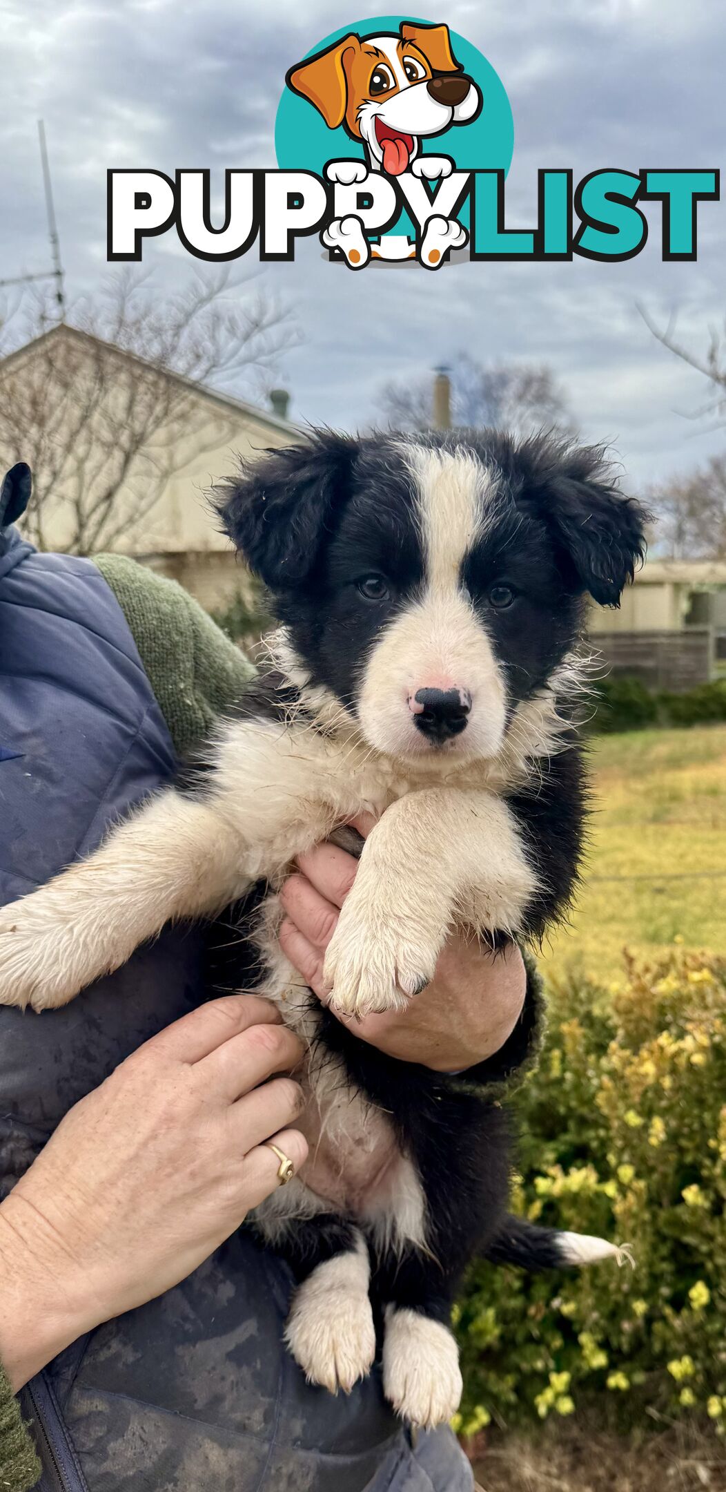 Purebred long haired Boarder Collie puppies