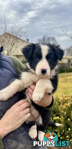 Purebred long haired Boarder Collie puppies