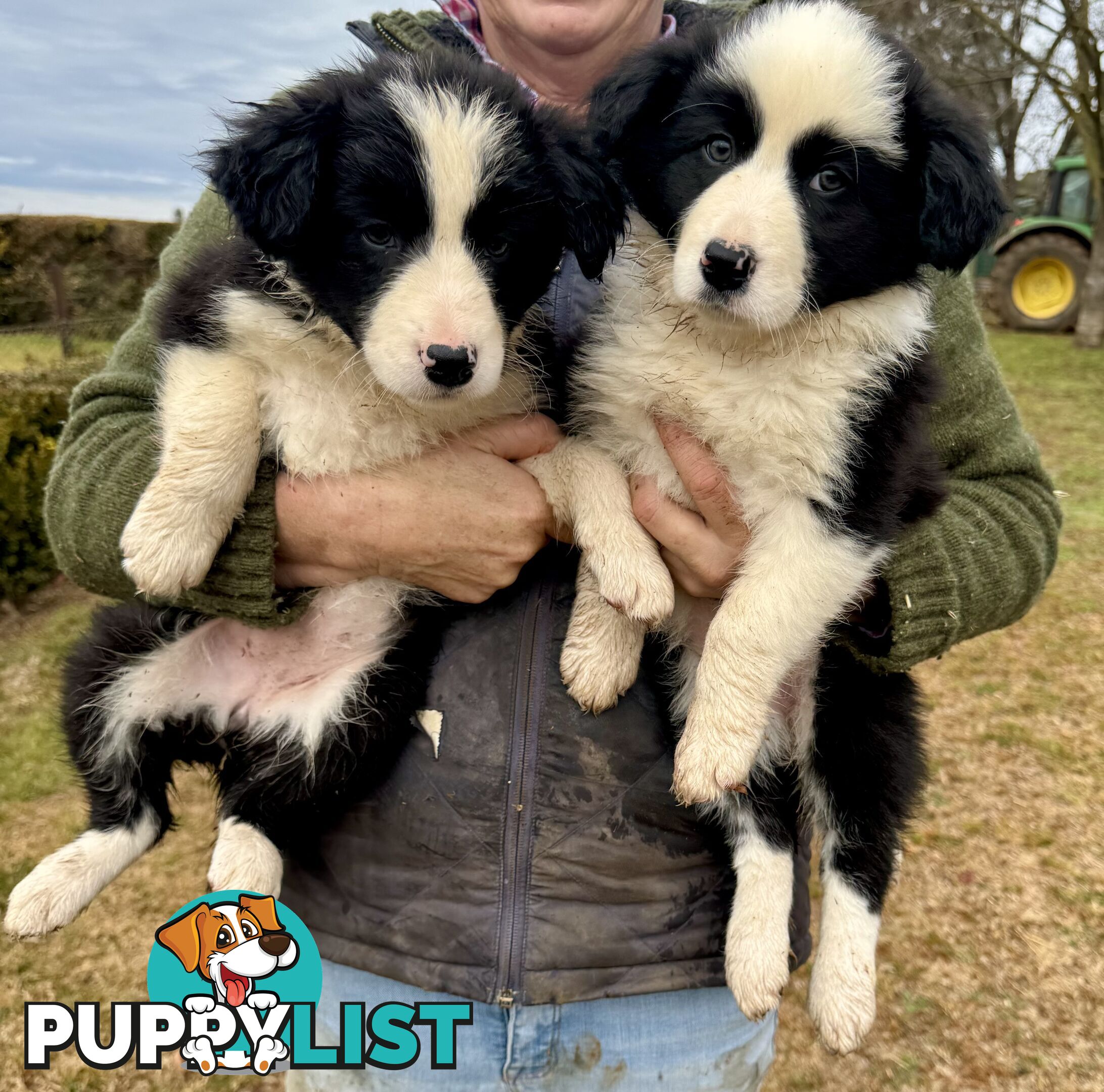 Purebred long haired Boarder Collie puppies