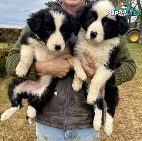 Purebred long haired Boarder Collie puppies