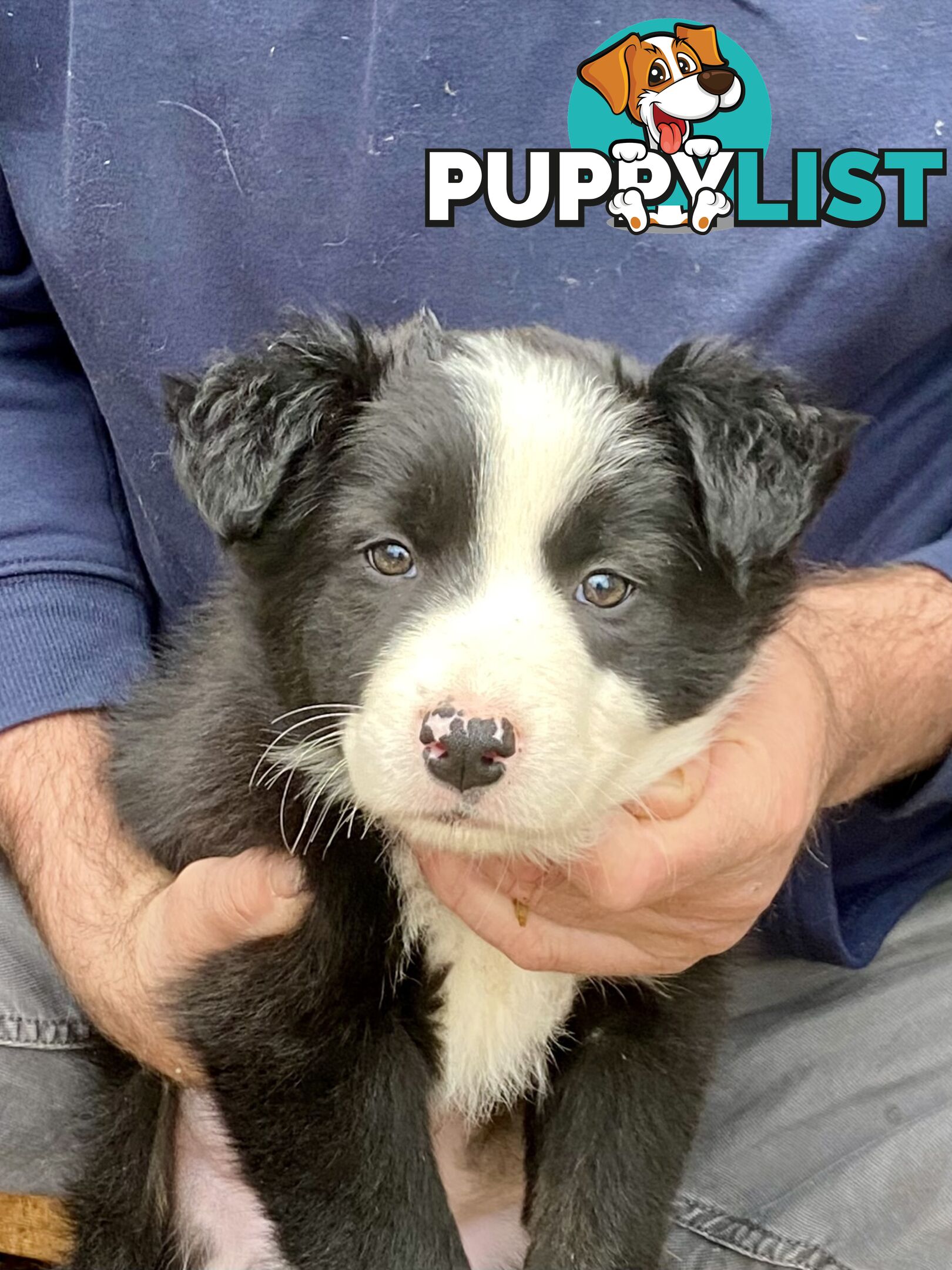 Purebred long haired Boarder Collie puppies