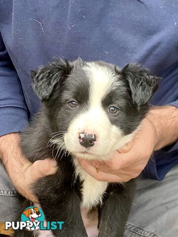 Purebred long haired Boarder Collie puppies