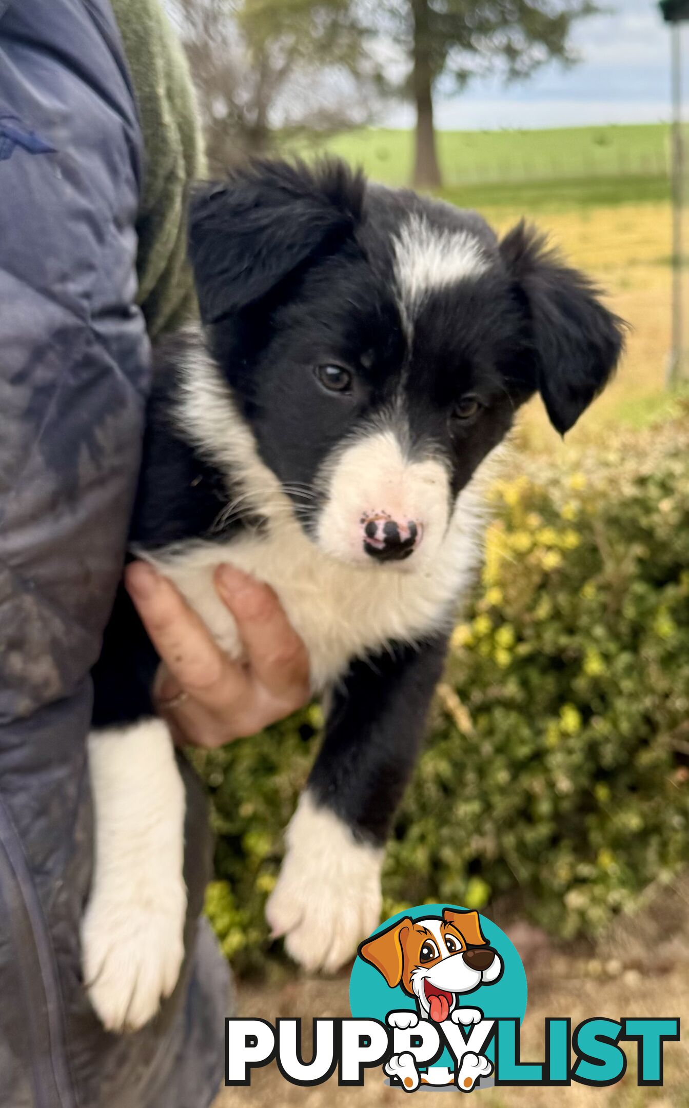 Purebred long haired Boarder Collie puppies