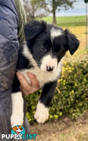 Purebred long haired Boarder Collie puppies