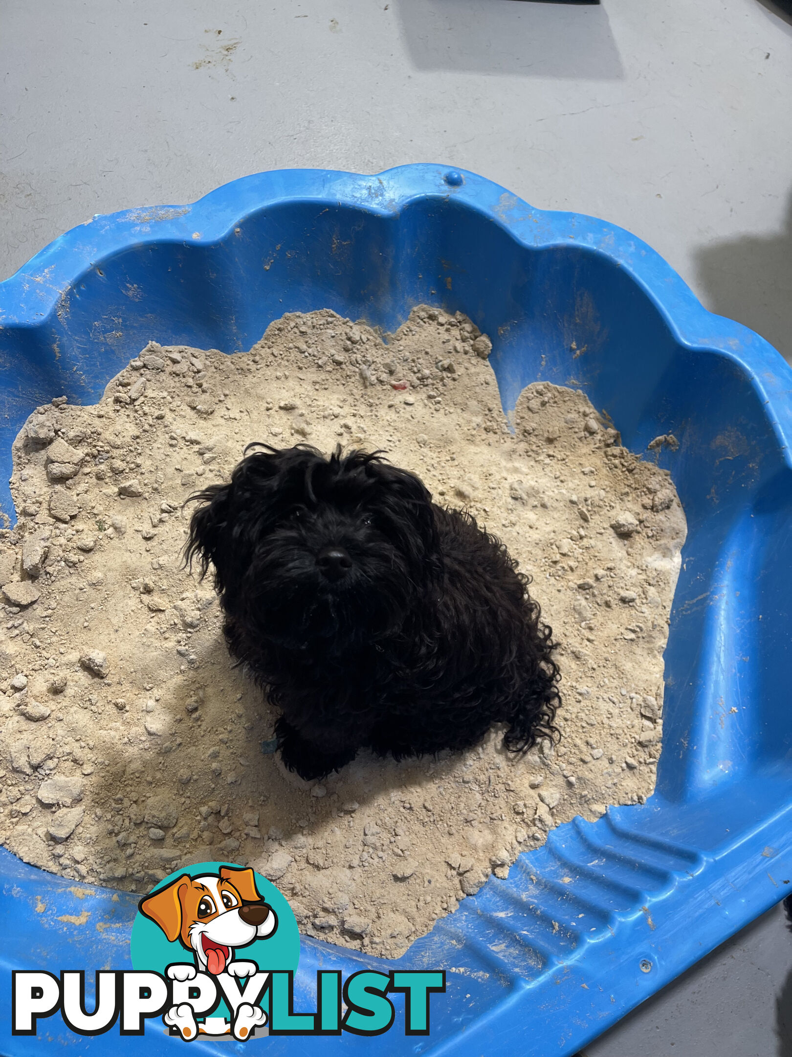 Fully Trained 10 Month Male Toy Cavoodle Puppy