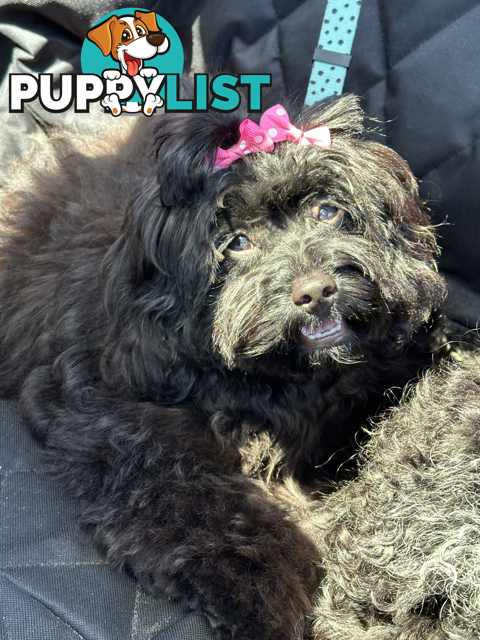 Fully Trained 10 Month Male Toy Cavoodle Puppy