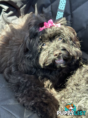 Fully Trained 10 Month Male Toy Cavoodle Puppy