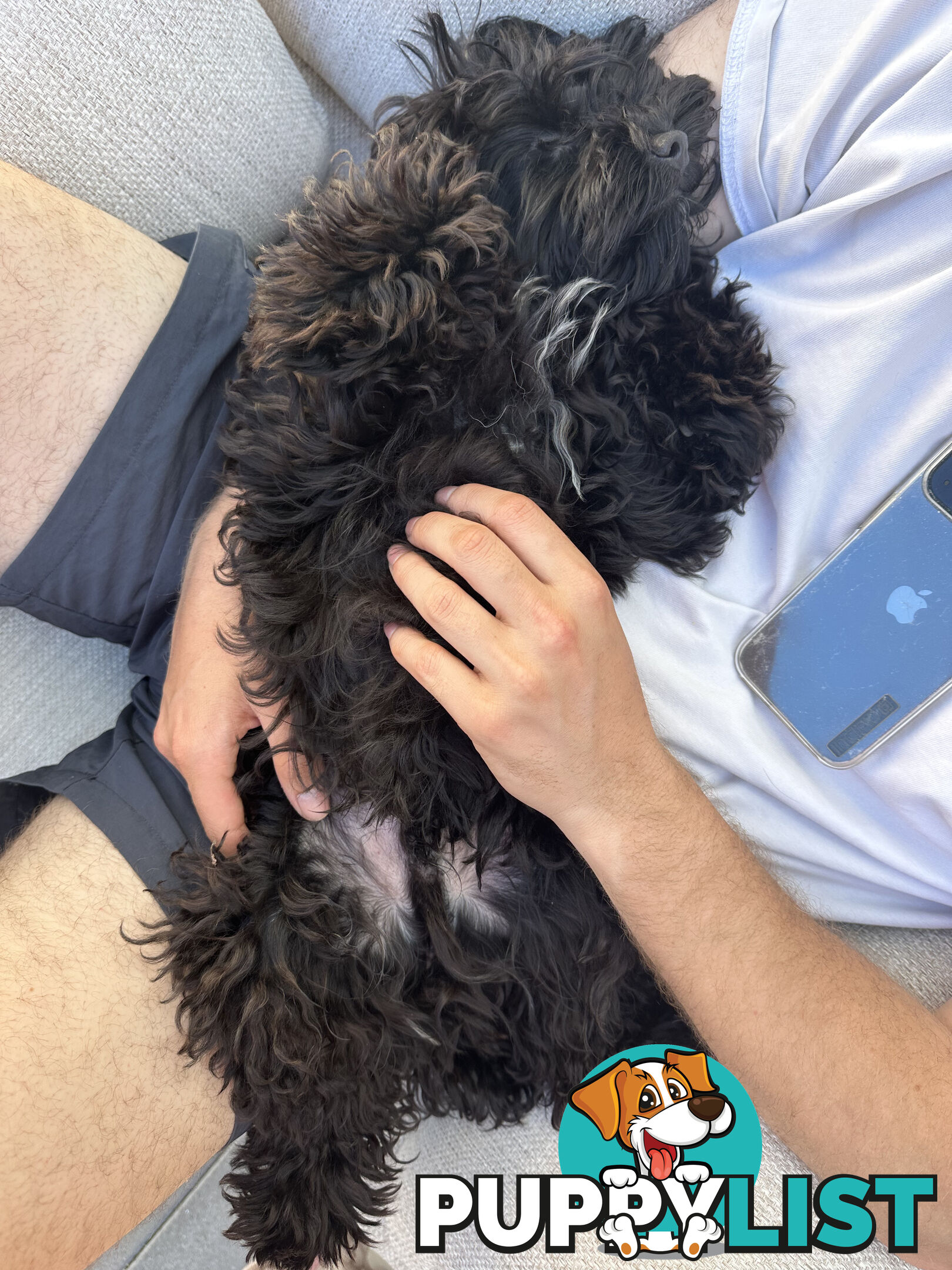 Fully Trained 10 Month Male Toy Cavoodle Puppy