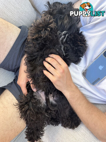 Fully Trained 10 Month Male Toy Cavoodle Puppy