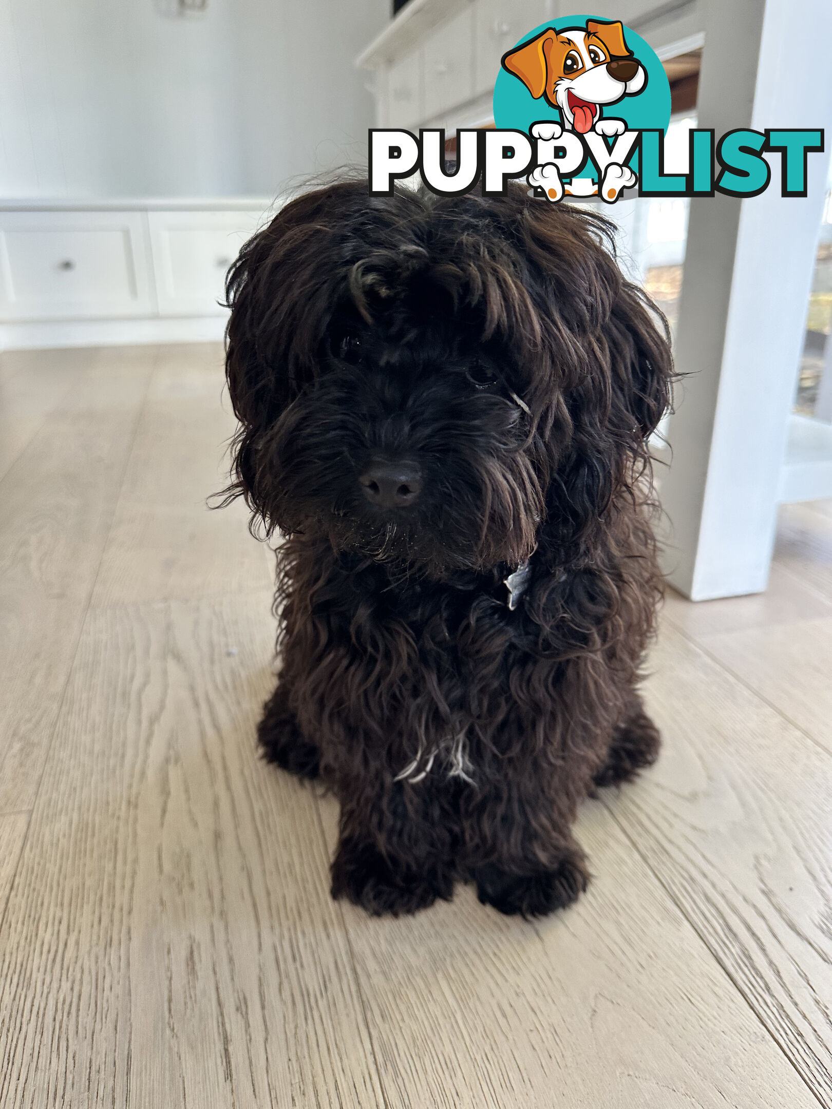 Fully Trained 10 Month Male Toy Cavoodle Puppy