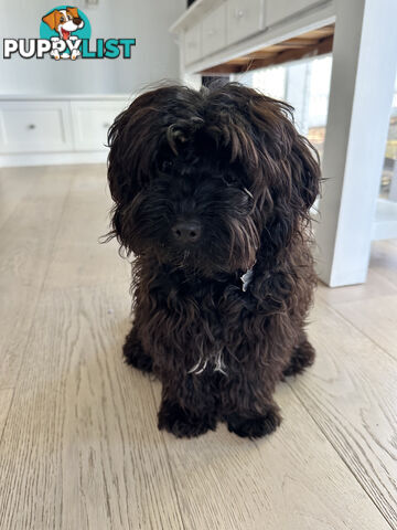 Fully Trained 10 Month Male Toy Cavoodle Puppy
