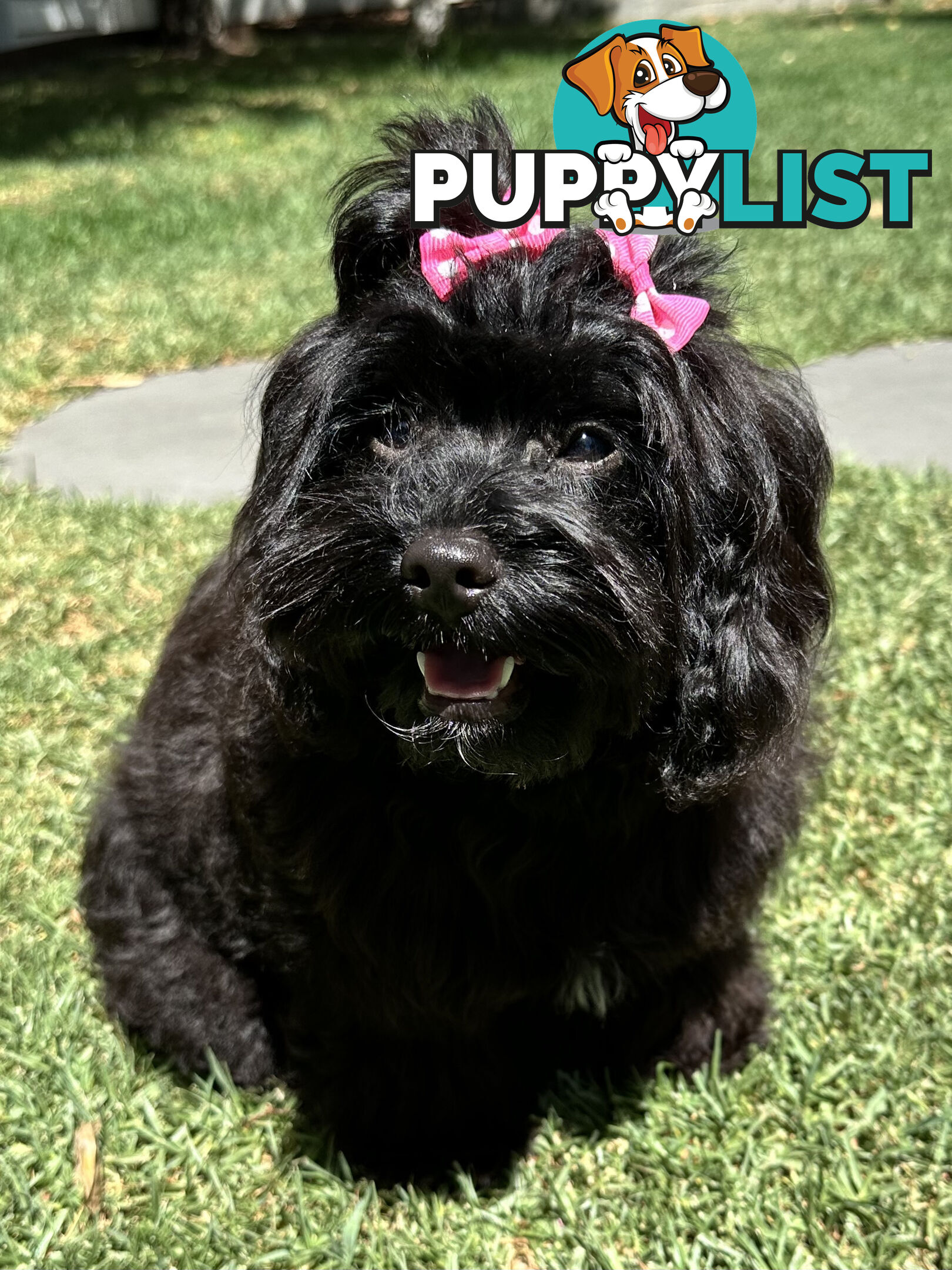 Fully Trained 10 Month Male Toy Cavoodle Puppy