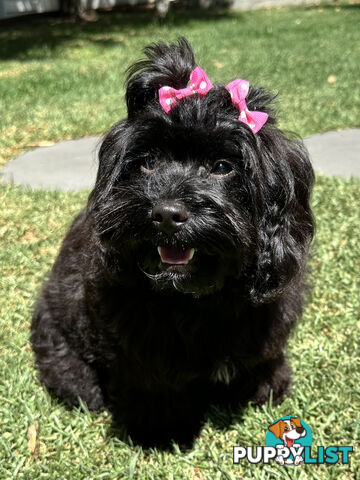 Fully Trained 10 Month Male Toy Cavoodle Puppy