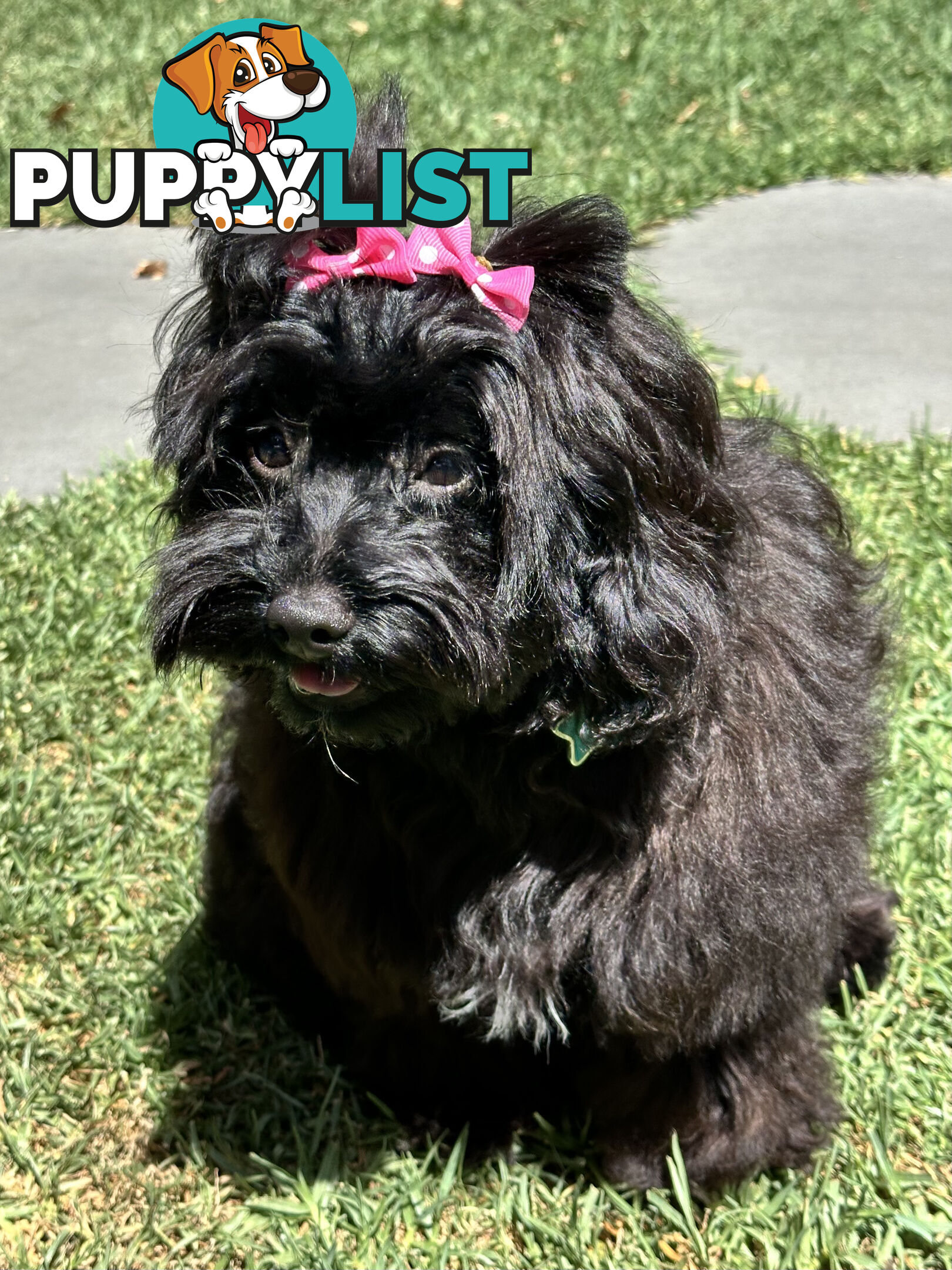 Fully Trained 10 Month Male Toy Cavoodle Puppy