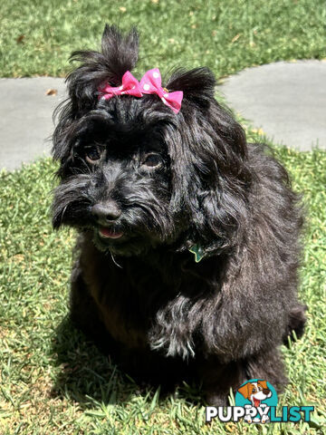 Fully Trained 10 Month Male Toy Cavoodle Puppy