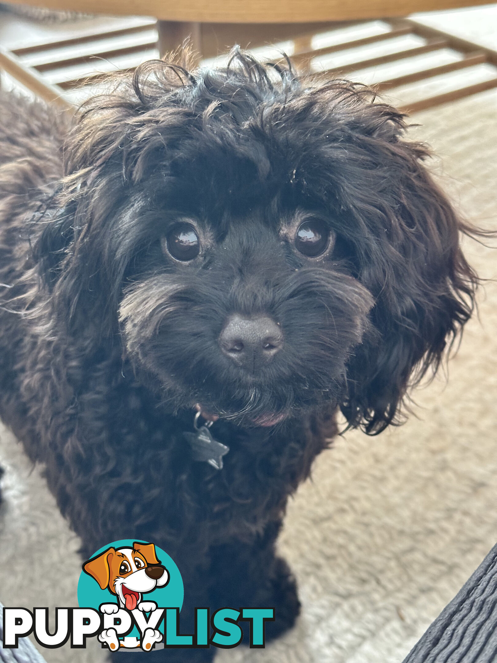 Fully Trained 10 Month Male Toy Cavoodle Puppy
