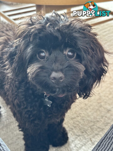 Fully Trained 10 Month Male Toy Cavoodle Puppy