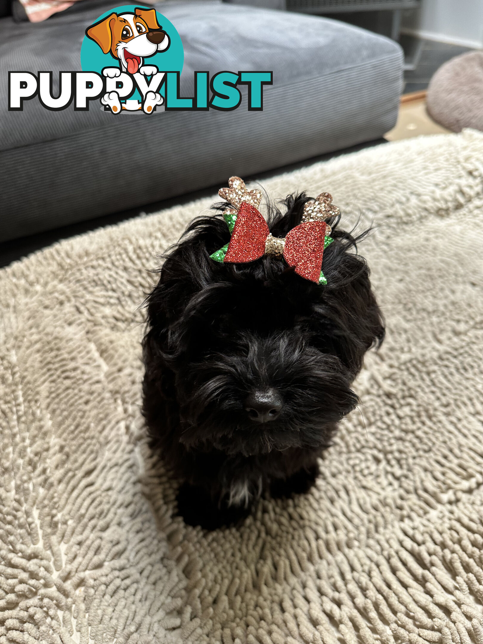Fully Trained 10 Month Male Toy Cavoodle Puppy