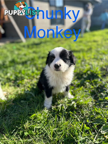 Pure Breed Border Collie Puppies - ready to go!