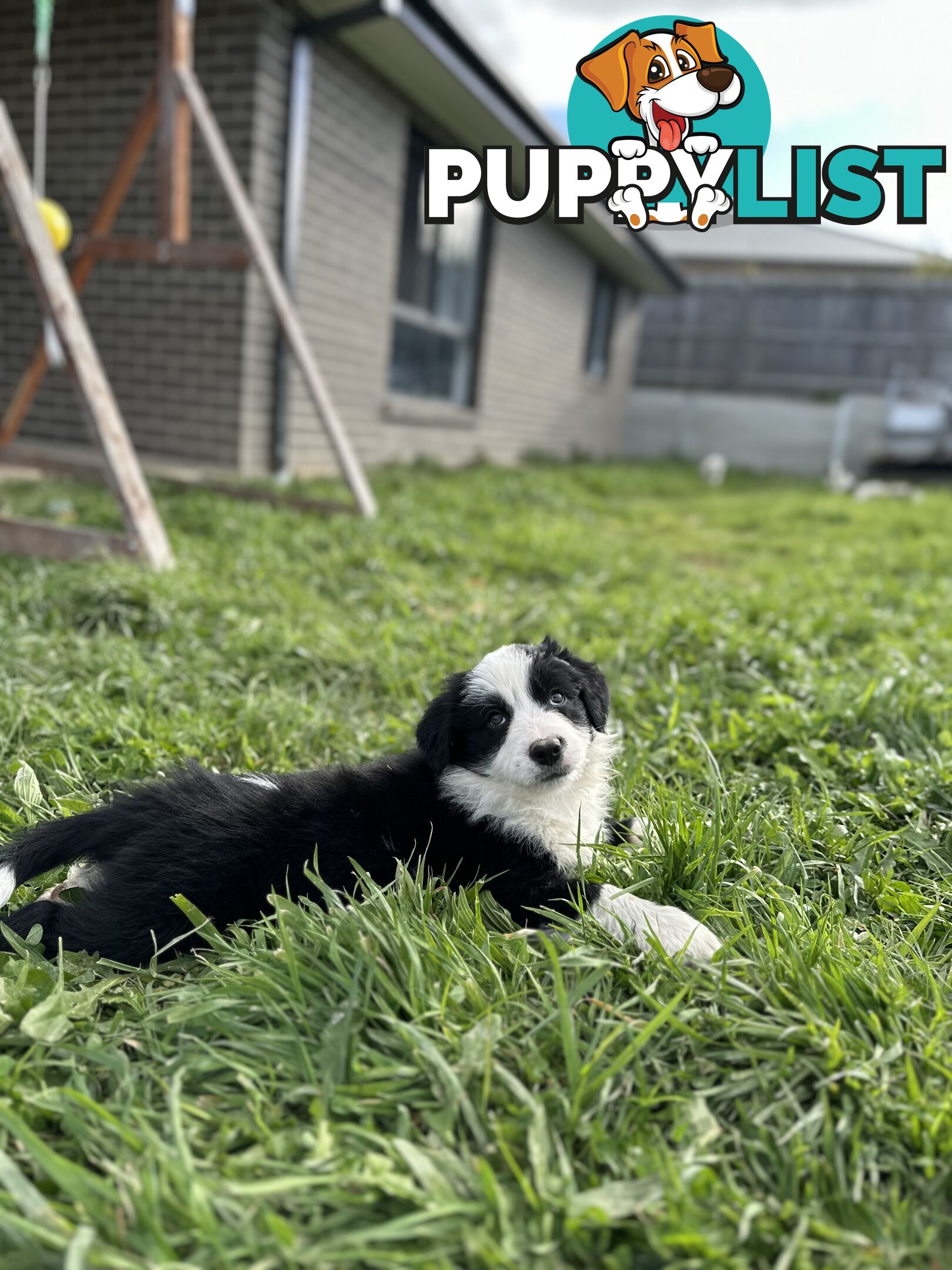 Pure Breed Border Collie Puppies - ready to go!