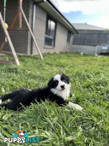 Pure Breed Border Collie Puppies - ready to go!