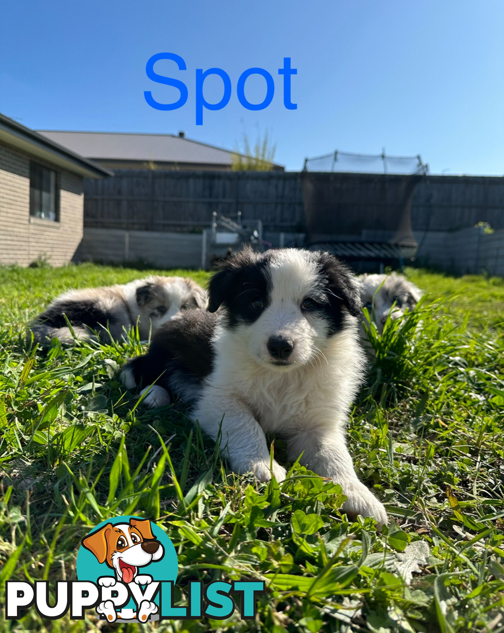 Pure Breed Border Collie Puppies - ready to go!