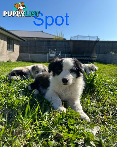 Pure Breed Border Collie Puppies - ready to go!