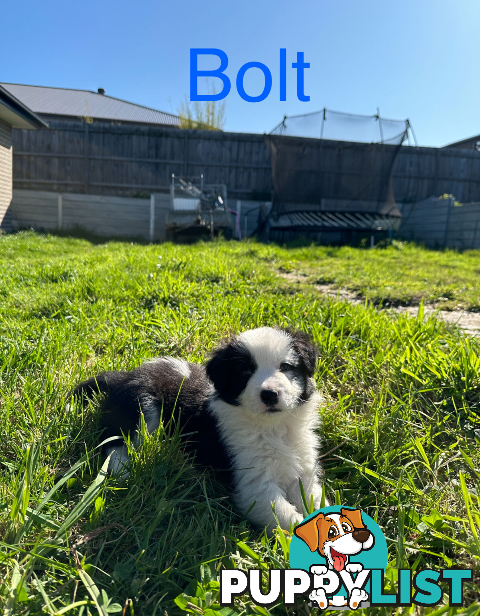 Pure Breed Border Collie Puppies - ready to go!