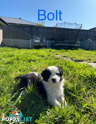 Pure Breed Border Collie Puppies - ready to go!