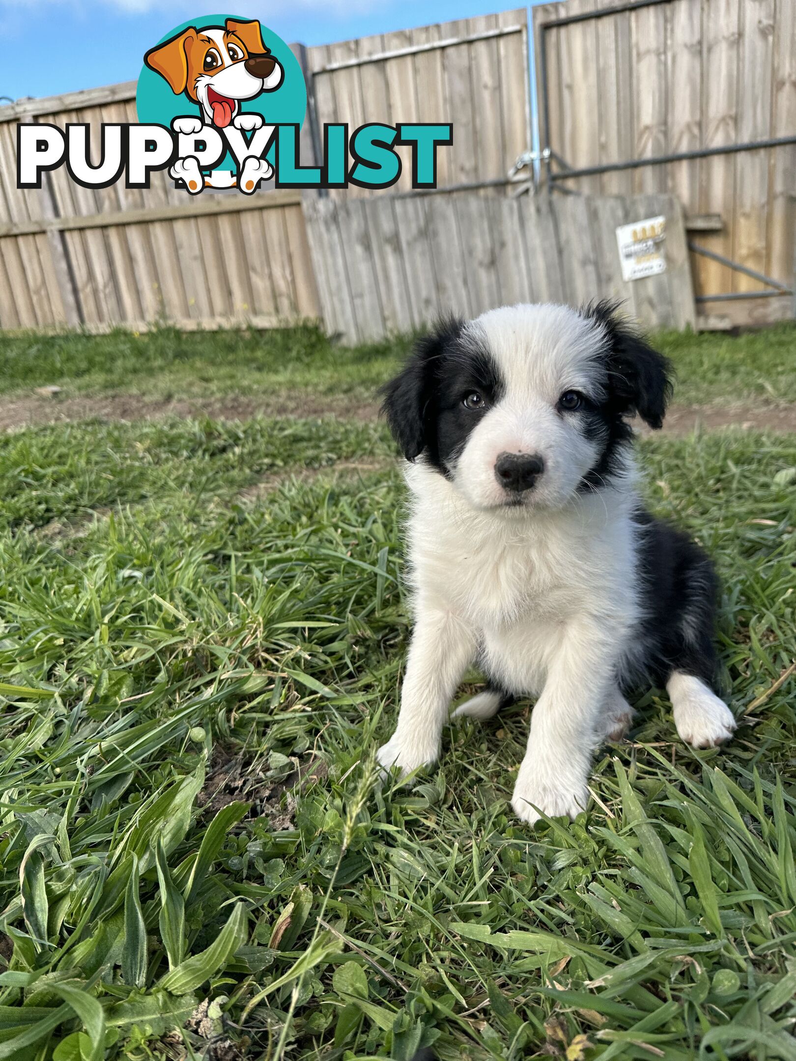 Pure Breed Border Collie Puppies - ready to go!