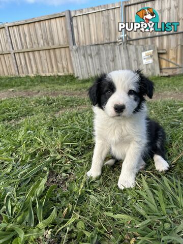 Pure Breed Border Collie Puppies - ready to go!