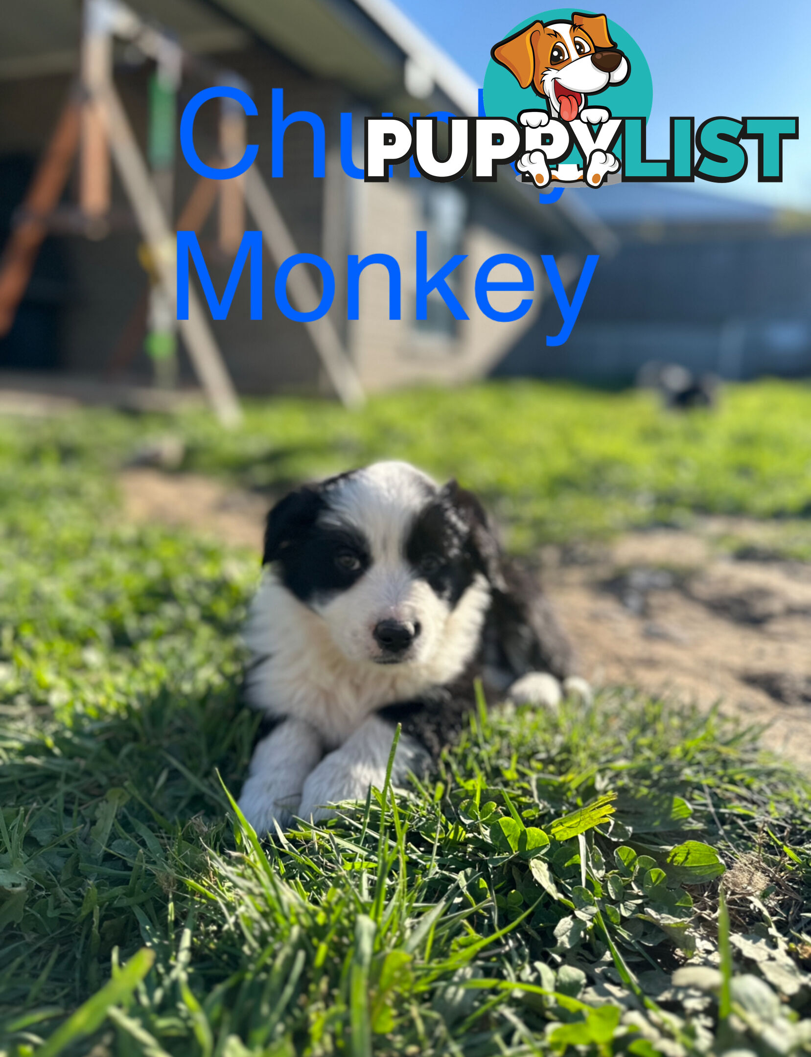 Pure Breed Border Collie Puppies - ready to go!