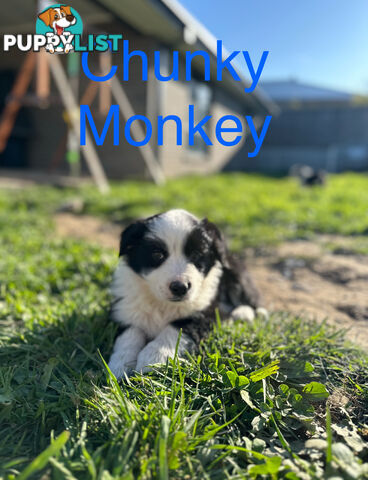 Pure Breed Border Collie Puppies - ready to go!