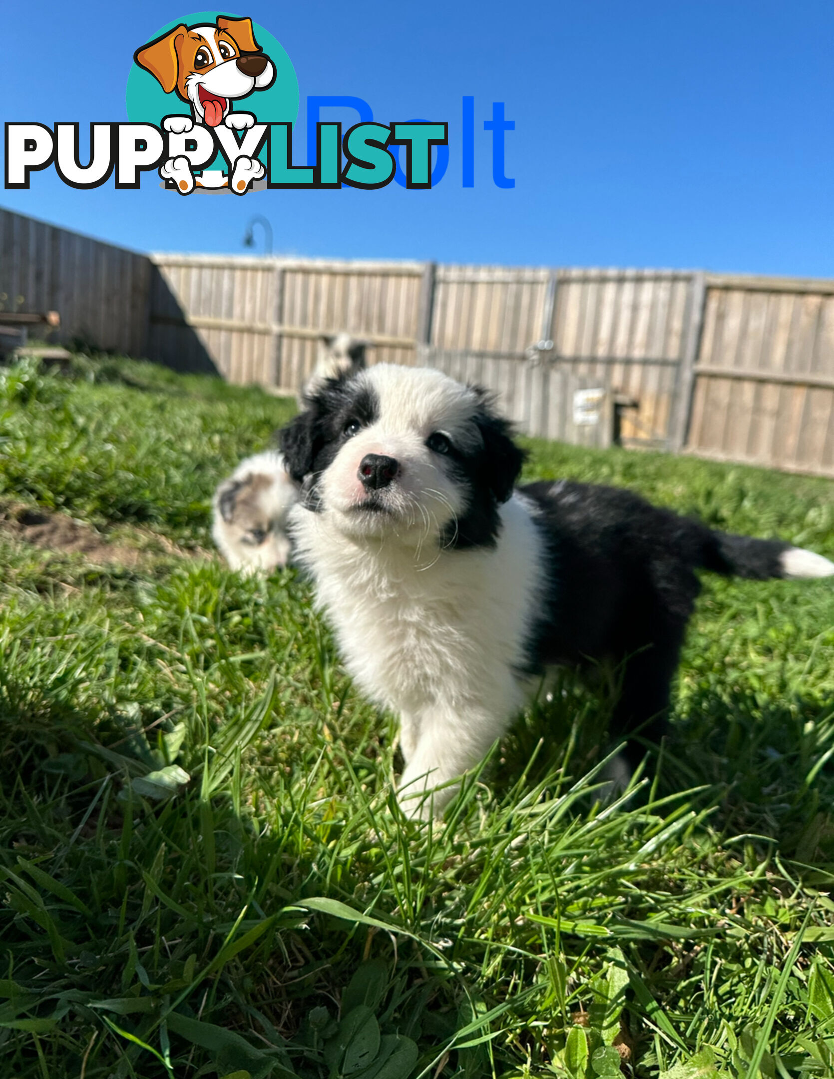 Pure Breed Border Collie Puppies - ready to go!