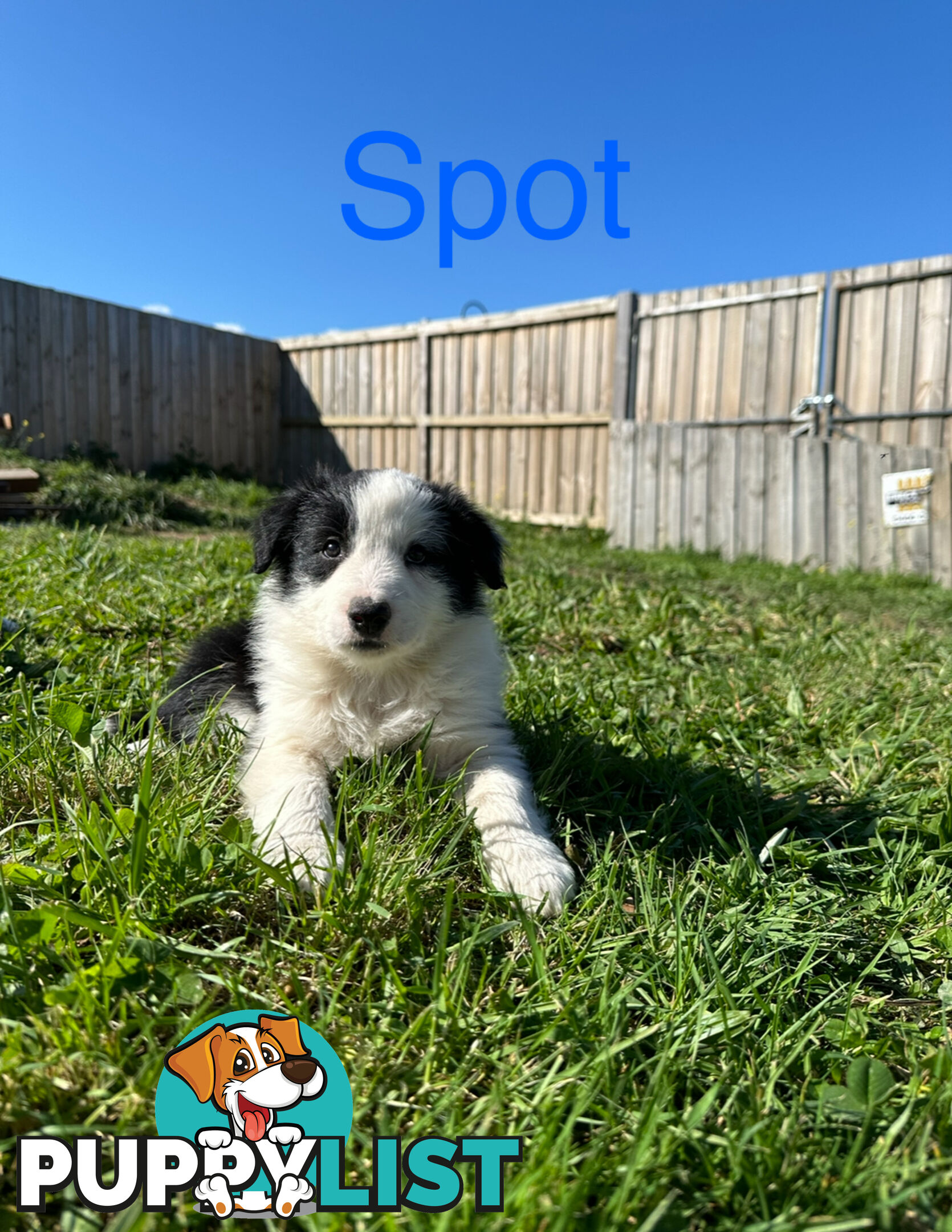 Pure Breed Border Collie Puppies - ready to go!