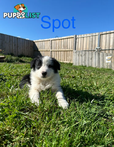 Pure Breed Border Collie Puppies - ready to go!