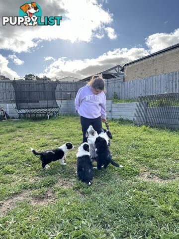 Pure Breed Border Collie Puppies - ready to go!