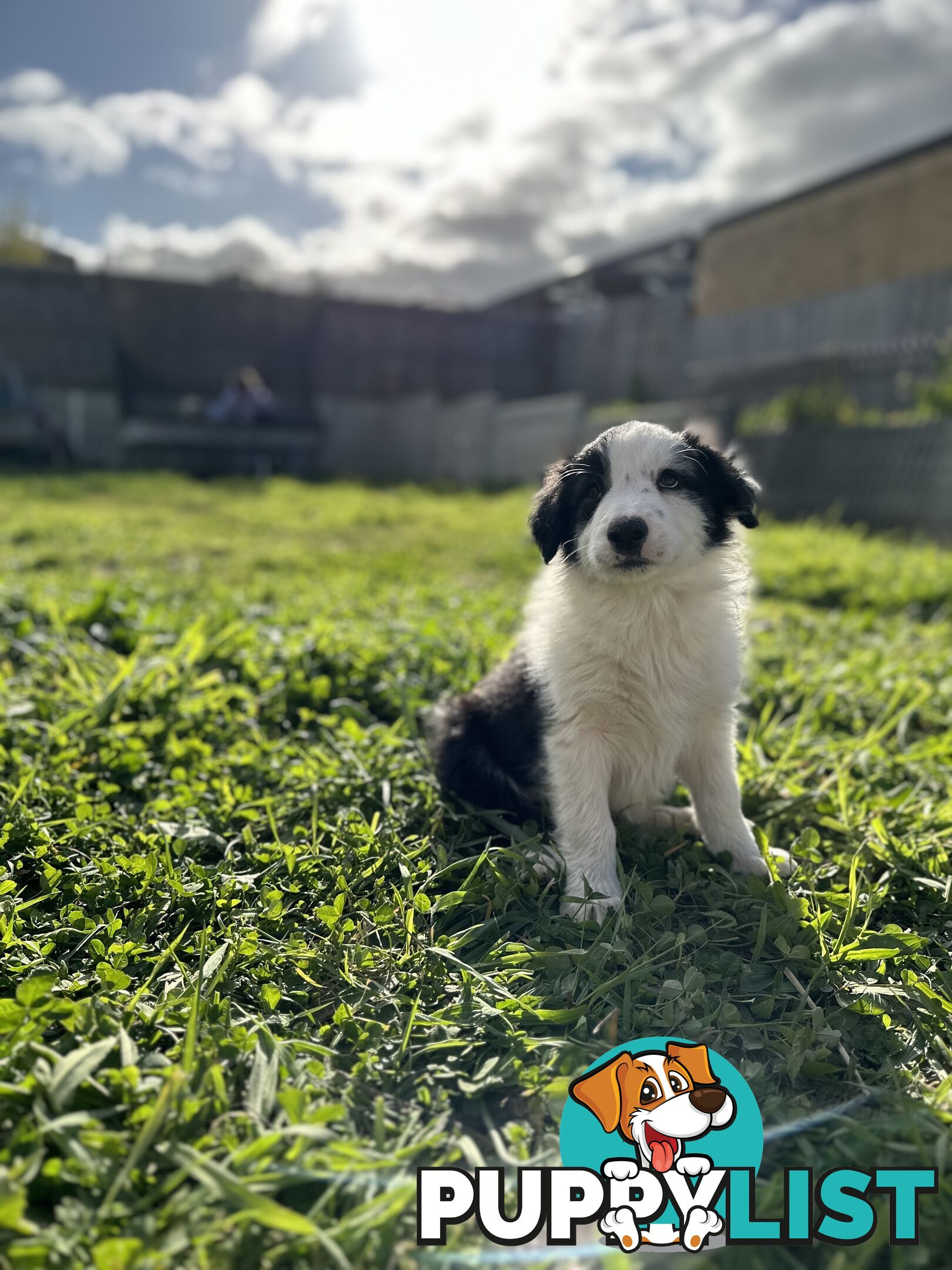 Pure Breed Border Collie Puppies - ready to go!