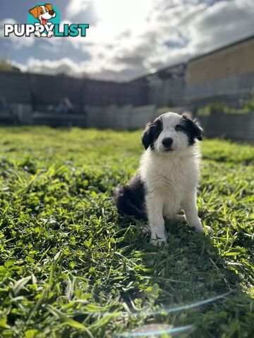 Pure Breed Border Collie Puppies - ready to go!