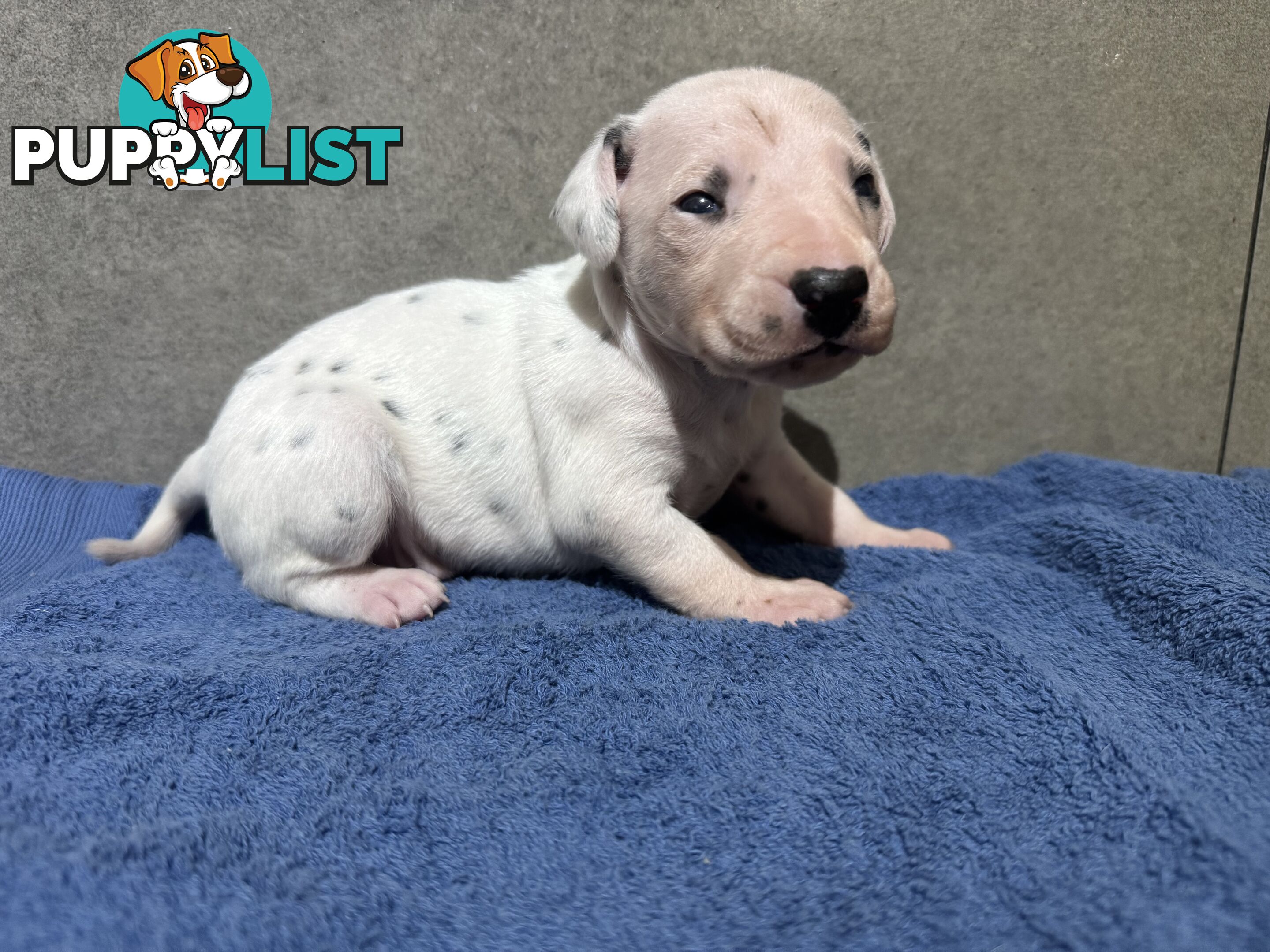 Purebred dalmatian puppies